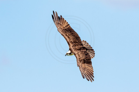 Osprey in Crown Point
