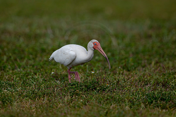 653 white ibis (6F3A0823) April 17, 2021