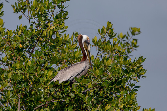 52 pelican (6F3A8735) April 15, 2021
