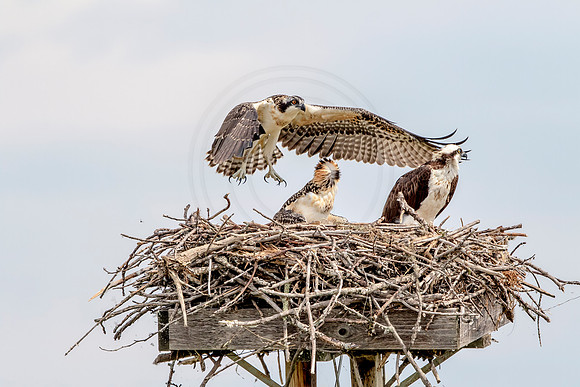 Osprey in Crown Point