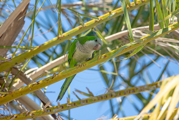 1196 monk parakeet (6F3A5079) April 18, 2021