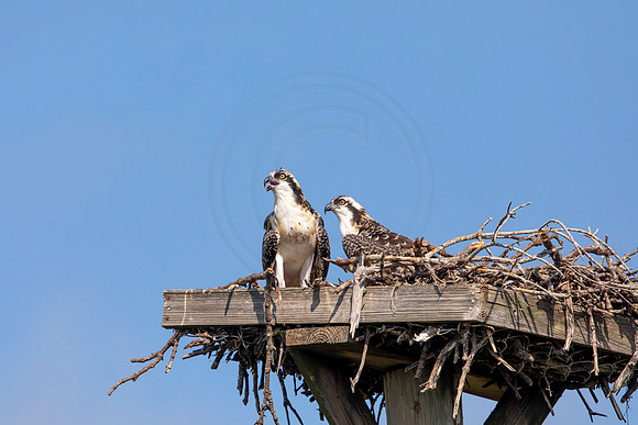 125 osprey (6F3A6466) April 15, 2021