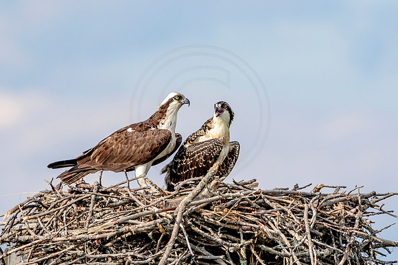 Osprey in Crown Point