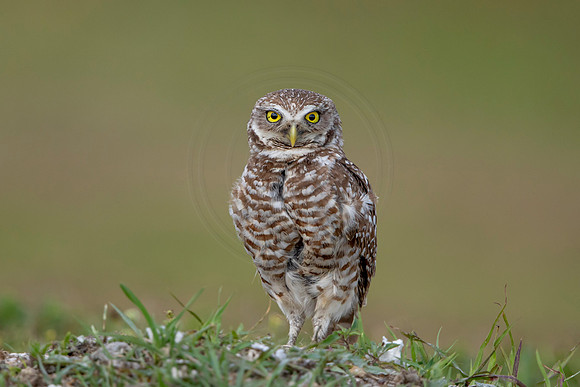 661 burrowing owl (6F3A0918) April 17, 2021