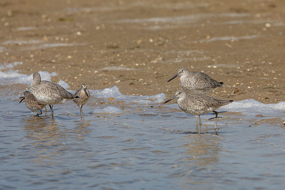 145 shorebird (6F3A6564) April 15, 2021