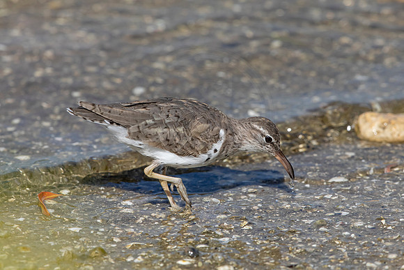 151 shorebird (6F3A6593) April 15, 2021