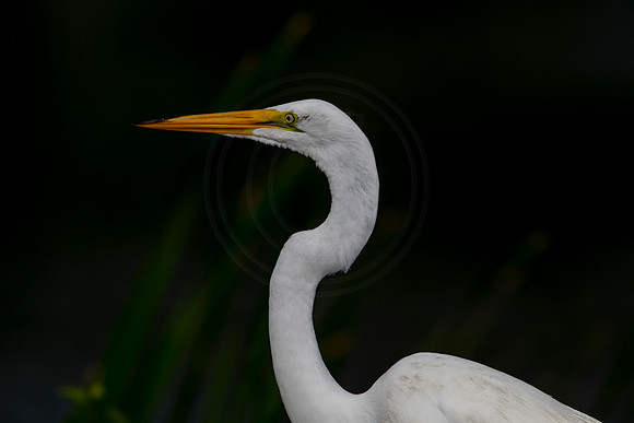 1111 egret (6F3A4138) April 18, 2021