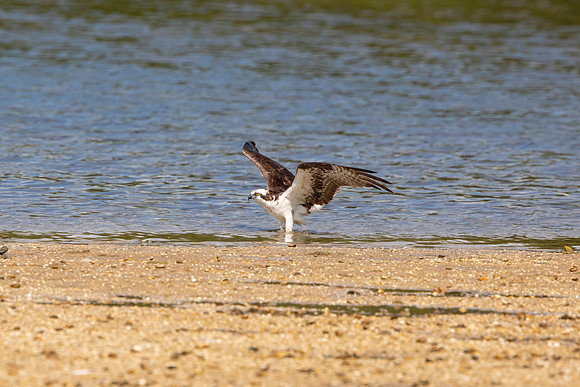 165 shorebird (6F3A6659) April 15, 2021