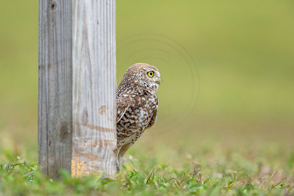 794 burrowing owl (6F3A1728) April 17, 2021