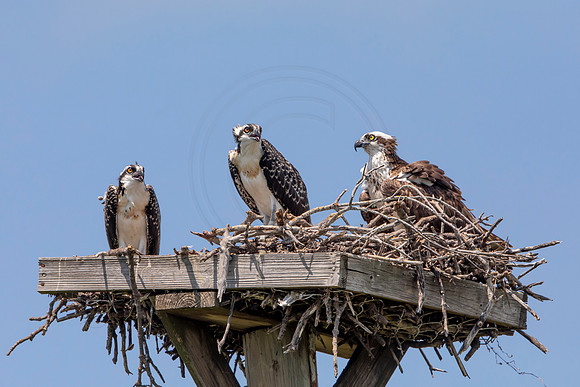274 osprey (6F3A7748) April 15, 2021
