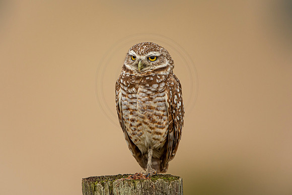 46 burrowing owl (6F3A2899) April 21, 2021
