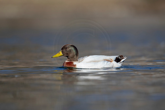244 mallard (AF3A3705) March 13, 2021