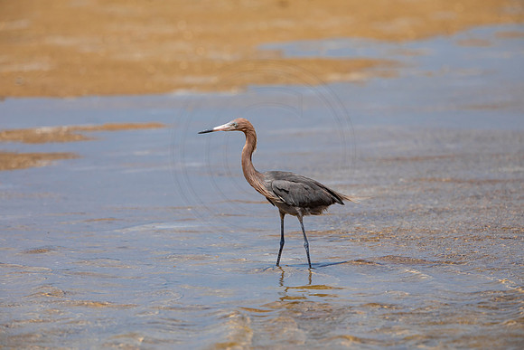 269 reddish egret (6F3A7507) April 15, 2021