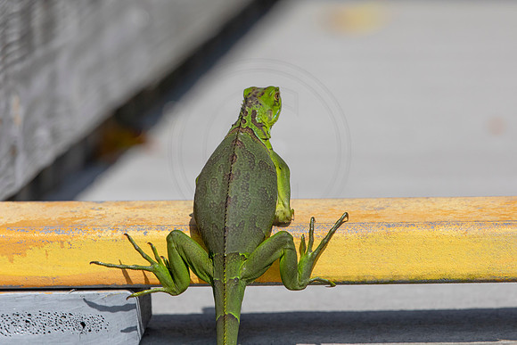 532 iguana (6F3A9272) April 15, 2021