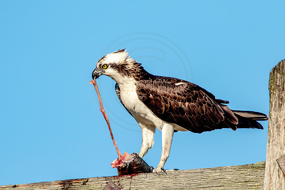 Osprey in Crown Point