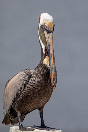 399 pelican (6F3A8562) April 15, 2021