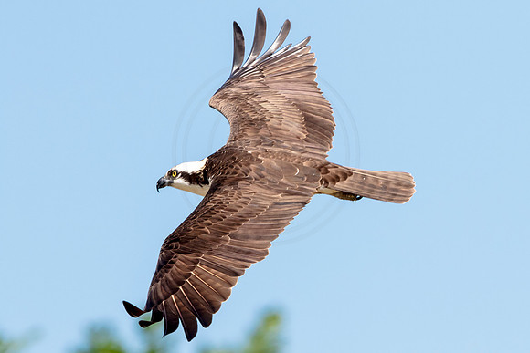 Osprey in Crown Point