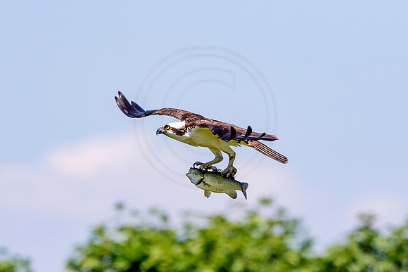 Osprey in Crown Point