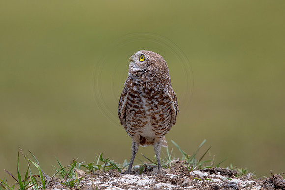 778 burrowing owl (6F3A1668) April 17, 2021