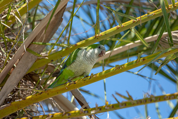 1191 monk parakeet (6F3A5021) April 18, 2021