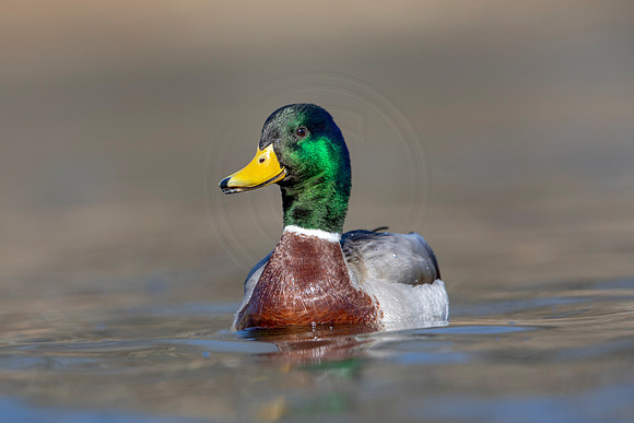 236 mallard (AF3A3634) March 13, 2021