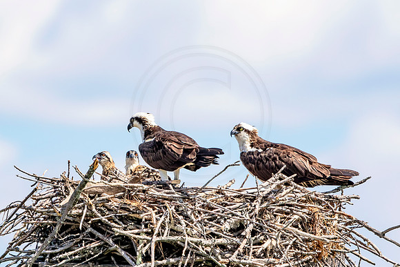 Osprey in Crown Point