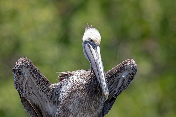 293 pelican (6F3A7873) April 15, 2021