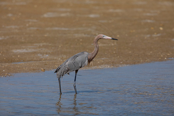 184 reddish egrets (6F3A6790) April 15, 2021