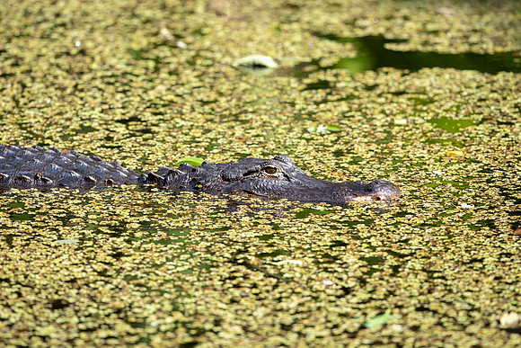 535 gator (6F3A9393) April 16, 2021