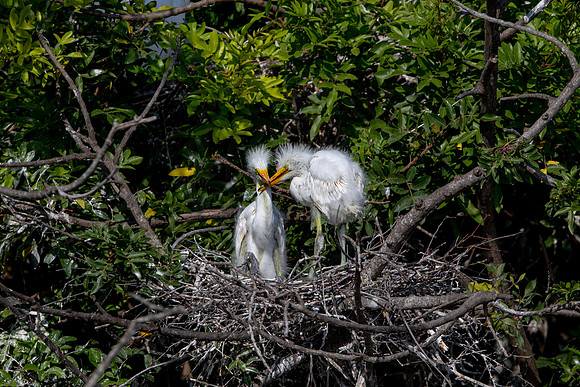 1110 egret (6F3A4121) April 18, 2021