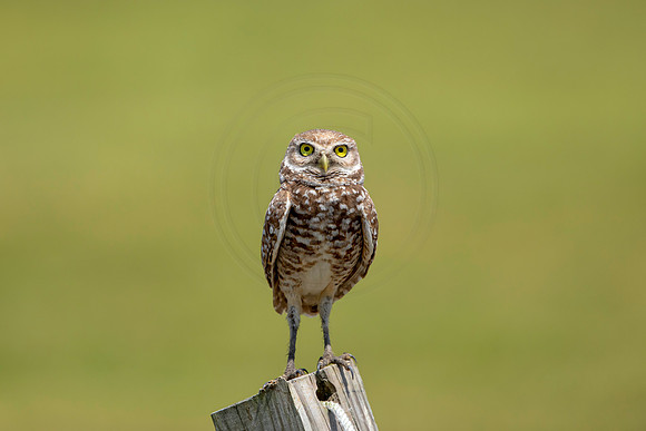 804 burrowing owl (6F3A1792) April 17, 2021