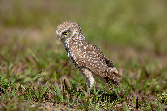 913 burrowing owl (6F3A2445) April 17, 2021