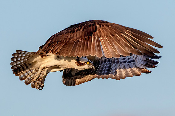 Osprey in Crown Point