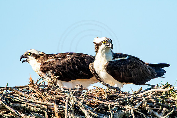 Osprey in Crown Point