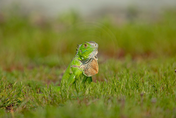 487 iguana (6F3A9046) April 15, 2021