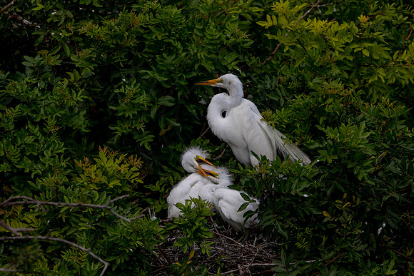 1123 egrets (6F3A4243) April 18, 2021