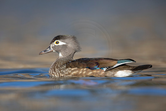 231 wood duck (AF3A3623) March 13, 2021