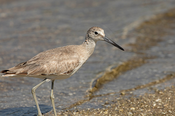 155 shorebird (6F3A6607) April 15, 2021