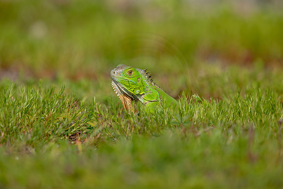 493 iguana (6F3A9066) April 15, 2021