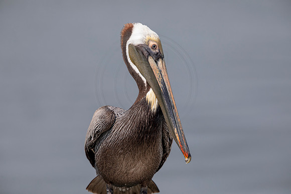 398 pelican (6F3A8559) April 15, 2021