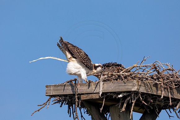 119 osprey (6F3A6449) April 15, 2021