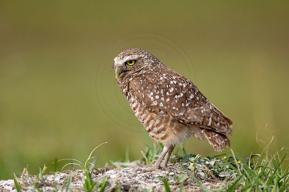 612 burrowing owl (6F3A0487) April 17, 2021