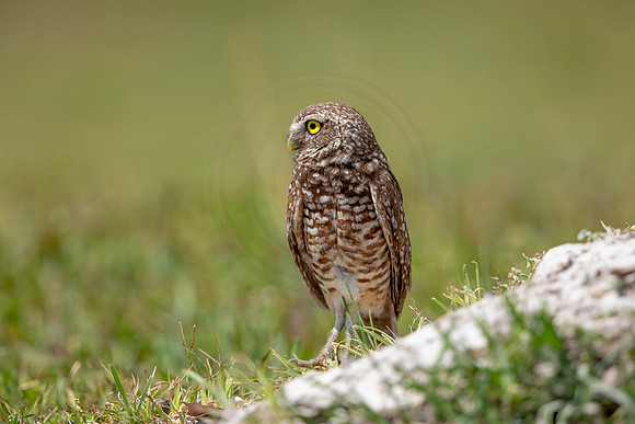 670 burrowing owl (6F3A1017) April 17, 2021