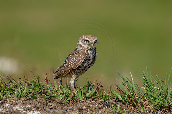 898 burrowing owl (6F3A2368) April 17, 2021