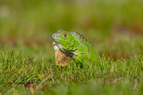 495 iguana (6F3A9070) April 15, 2021
