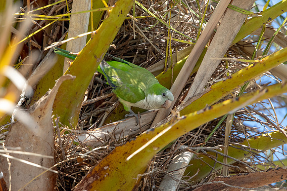 1190 monk parakeet (6F3A5001) April 18, 2021