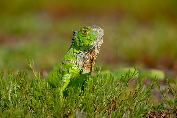 514 iguana (6F3A9151) April 15, 2021