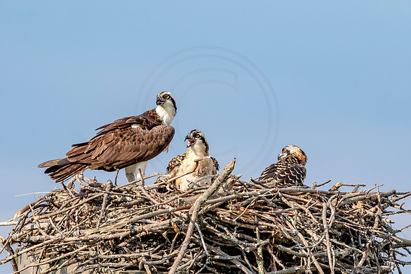 Osprey in Crown Point