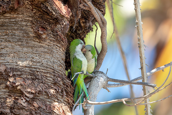 1204 monk parakeet (6F3A5134) April 18, 2021