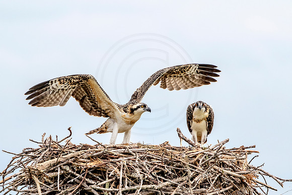 Osprey in Crown Point